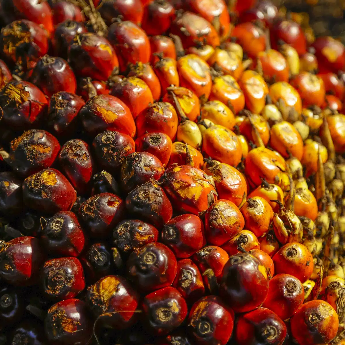 Palm Oil Prices Expected to Increase to $850 per Tonne or Beyond in the Coming Year