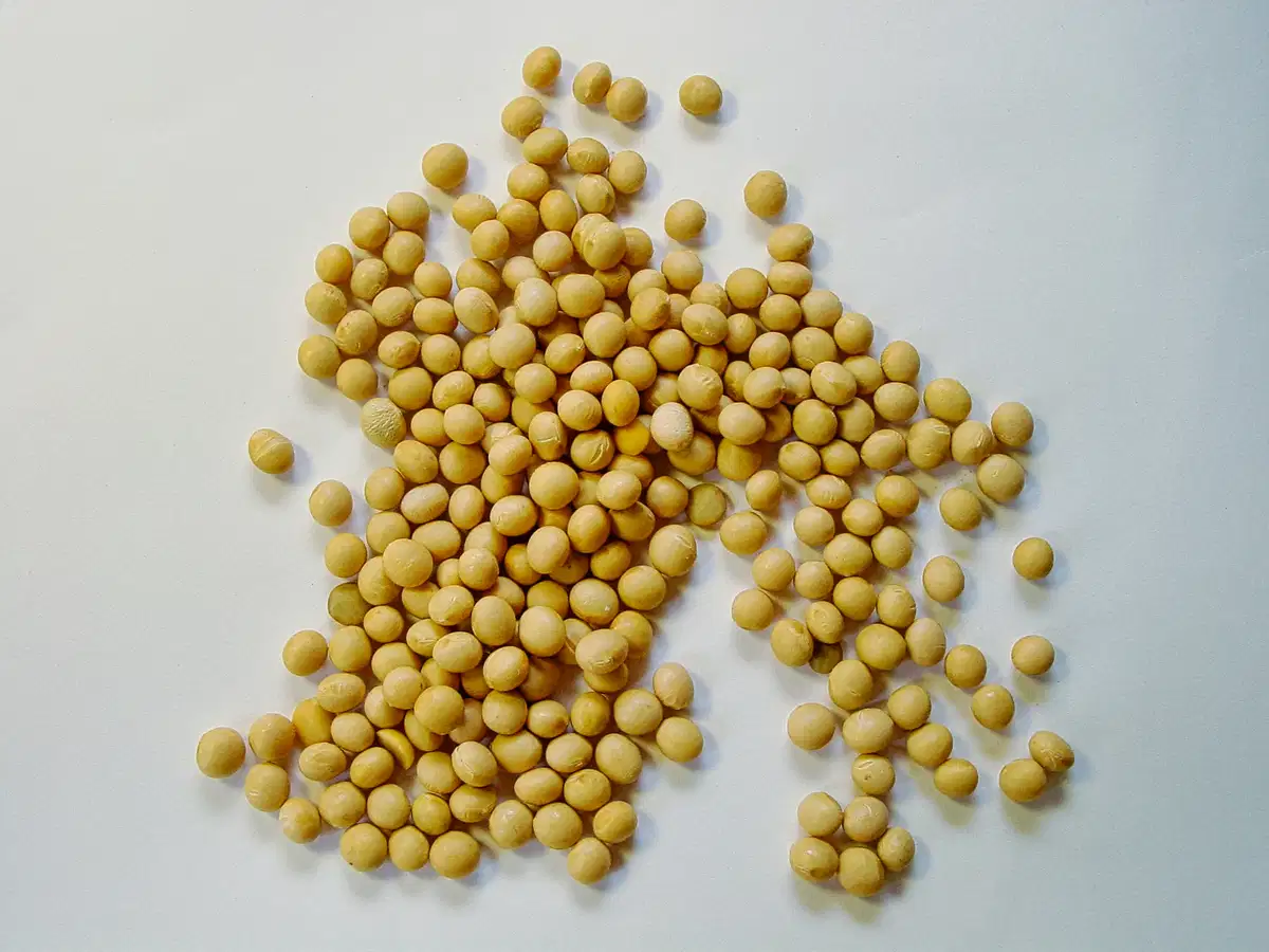 Lecithin and the Soy Supply Chain: What Trade Tensions Mean for a By-Product Ingredient